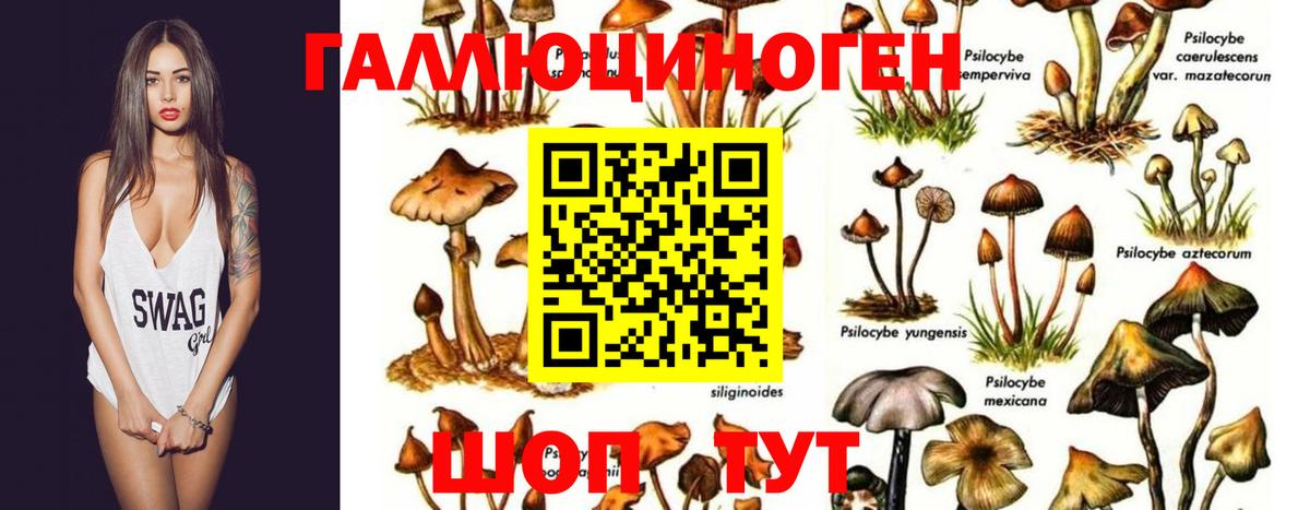 Кондопога  Псилоцибиновые грибы MAGIC MUSHROOMS  Вход с VPN  дарнет шоп  Галлюциногенные грибы мицелий 
